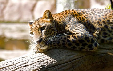 美洲豹，休息在阳光下，闪亮的外套