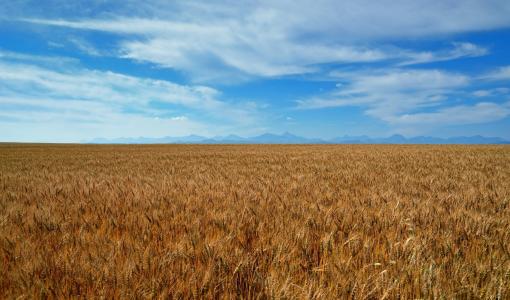 小麦，天空，山，photoshop，乌克兰，自然，夏天