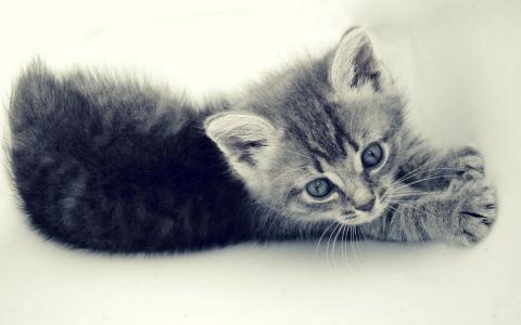 小猫，灰色，白色背景