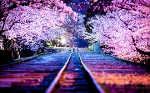 铁轨，盛开的樱花，夜晚的城市，京都