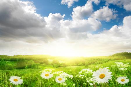 花，雏菊，草，领域，景观，性质，太阳，光，天空，云