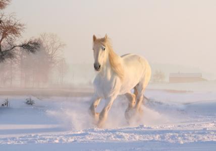 马，雪尘，树，雪，跳，冬天