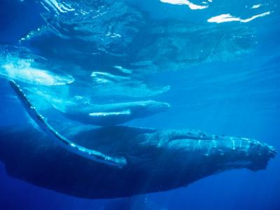 鲸鱼，抹香鲸