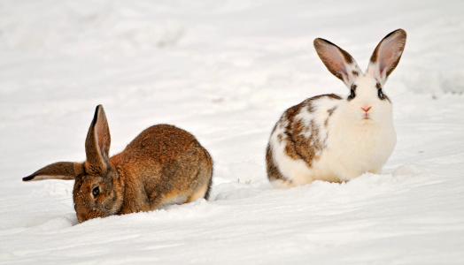 兔子，在雪地里的两只兔子，动物，雪