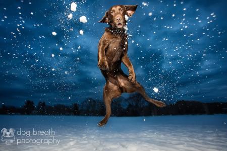 狗，飞行，冬天，雪，积极