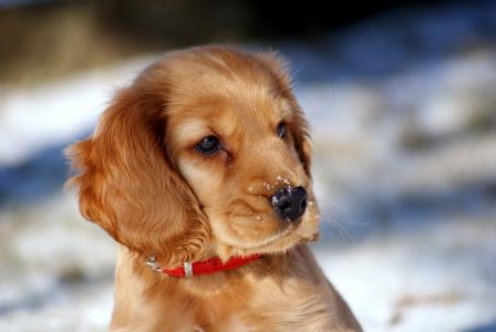 小狗，衣领，看，雪，散景