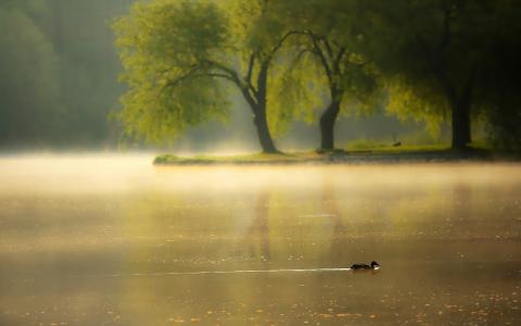 雾，早晨，鸭子，河
