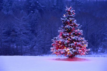 圣诞树，雪，灯，灯