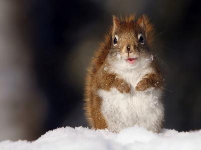 看，松鼠，雪