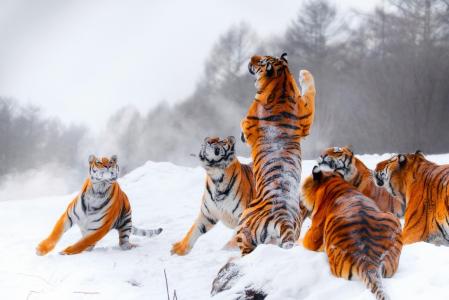 老虎，猫，冬天，雪，游戏