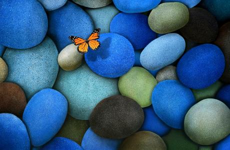 棕色，蝴蝶，石头，蓝色