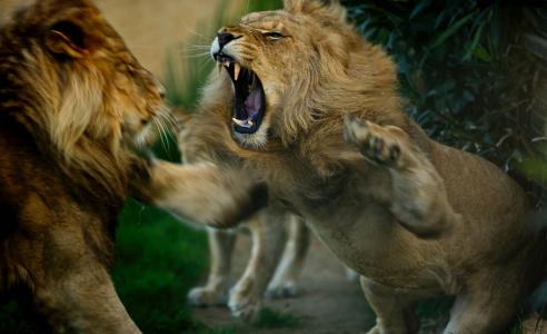 狮子，狮子，愤怒，战斗，掠食者
