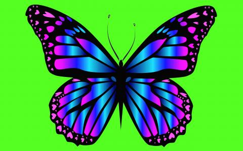 蝴蝶，紫色，翅膀，绿松石的背景