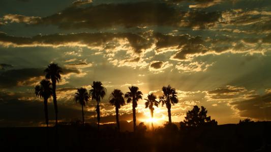 日落，棕榈树，性质