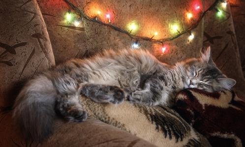 猫Masyanya，圣诞树花环，睡觉，新的一年，伊琳娜Prikhodko