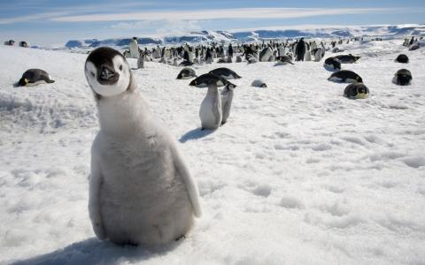 好奇心，企鹅，雪，看