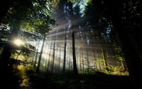 性质，森林，光线，太阳，超级照片