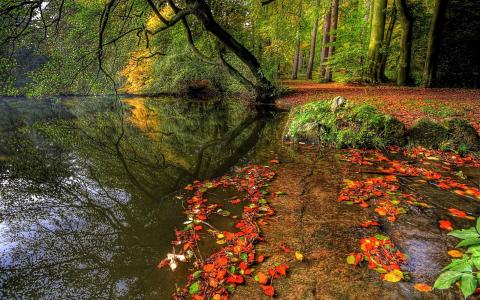 河，叶子，树，美丽的照片，秋天