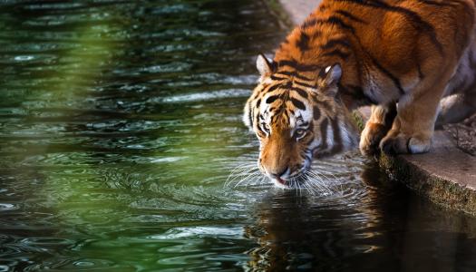 老虎，水，动物