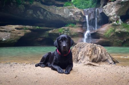 狗，照片，积极，自然，宏，主题，湖，瀑布，石头，级联，美丽