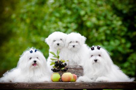 狗，苹果，狗，白色，小狗，肉酱