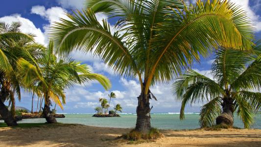 海滩，棕榈树