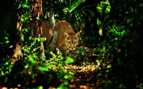母狮，狩猎，森林