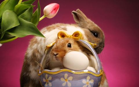 兔子，篮子，鸡蛋，郁金香