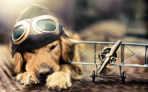 飞机，飞行，梦想，眼镜，狗