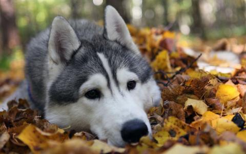 狗，哈士奇，秋天，叶子，美丽