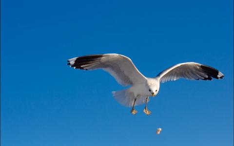 自由飞行，白色羽毛，鹰