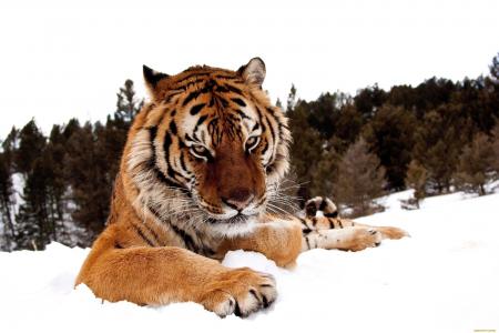 虎，冬天，雪，大自然，猫，捕食者，美丽