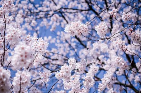 日本，松本，长野县，树，樱桃，樱花，分支机构，鲜花，盛开，宏，模糊，蓝色，天空