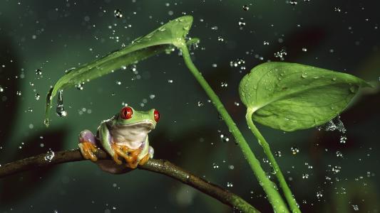 自然，两栖动物，动物，青蛙，滴，叶子，雨，宏，丛林，红眼
