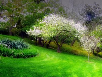 春天，公园，树木，盛开，花坛，草
