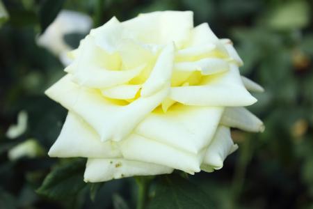 玫瑰，白色