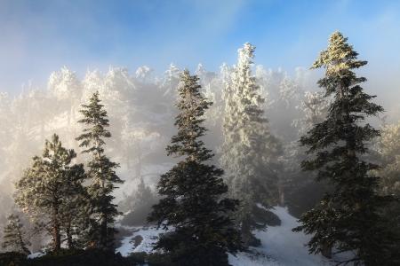 自然，山，冬天，森林，雾，美丽，2015年