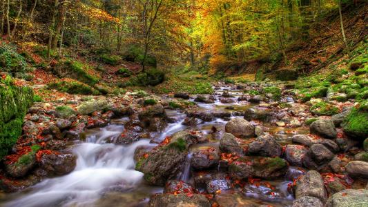 河，自然，森林，叶子，石头，水，树，秋天