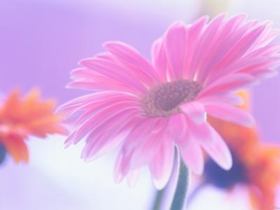 花，粉红色，温柔