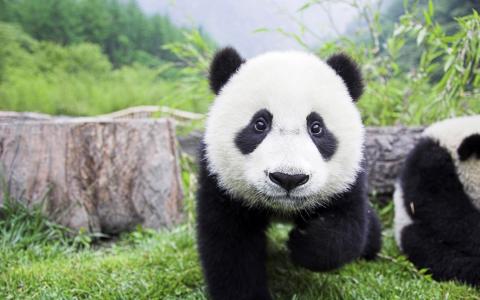 无害的眼睛，熊猫，大自然