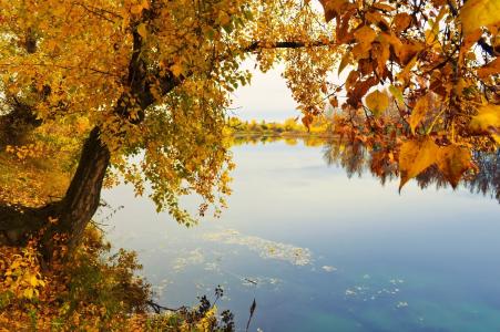 性质，秋季，湖，树