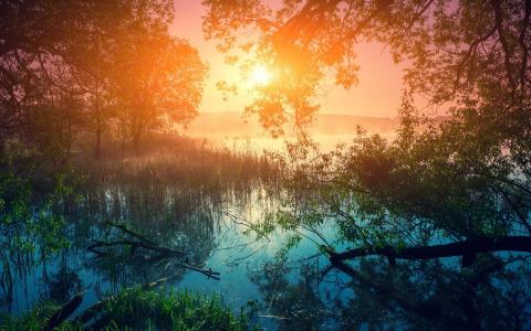 河，太阳，自然，森林，反思，景观，雾，黎明