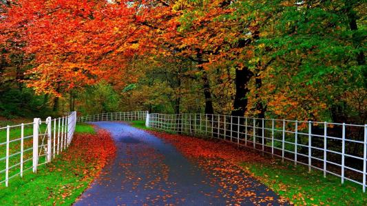 秋天，路，树，黄色，叶子，围栏，颜色
