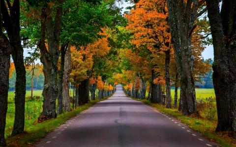 路，秋天，树，叶子，颜色