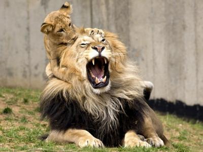 狮子，母狮，家庭生活。