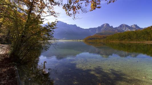 湖，天鹅，树，山，奥地利
