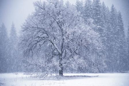暴风雪，树，冬天