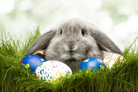 鸡蛋，兔子，复活节