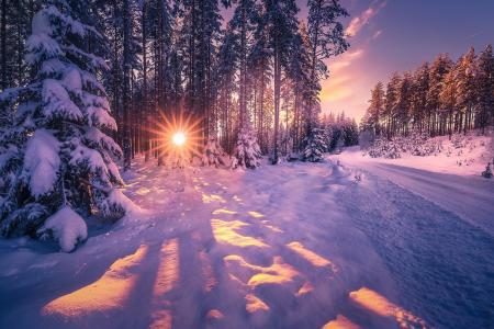 冬天，森林，照片，Ole Henrik Skjelstad，树木，雪，阳光，阳光