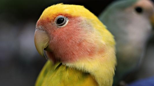 长尾小鹦鹉，蓬松，黄色，惊讶的脸